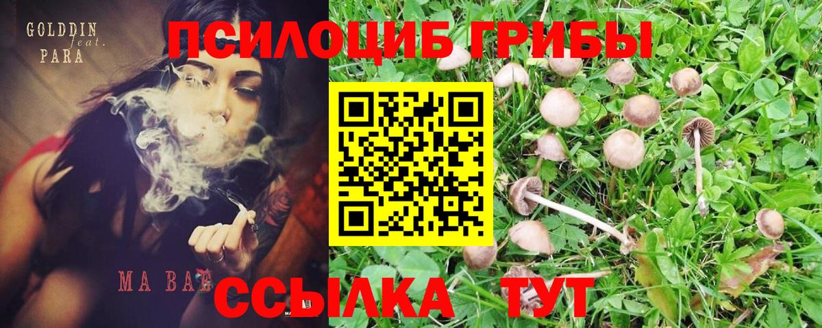 Галлюциногенные грибы прущие грибы Пенза